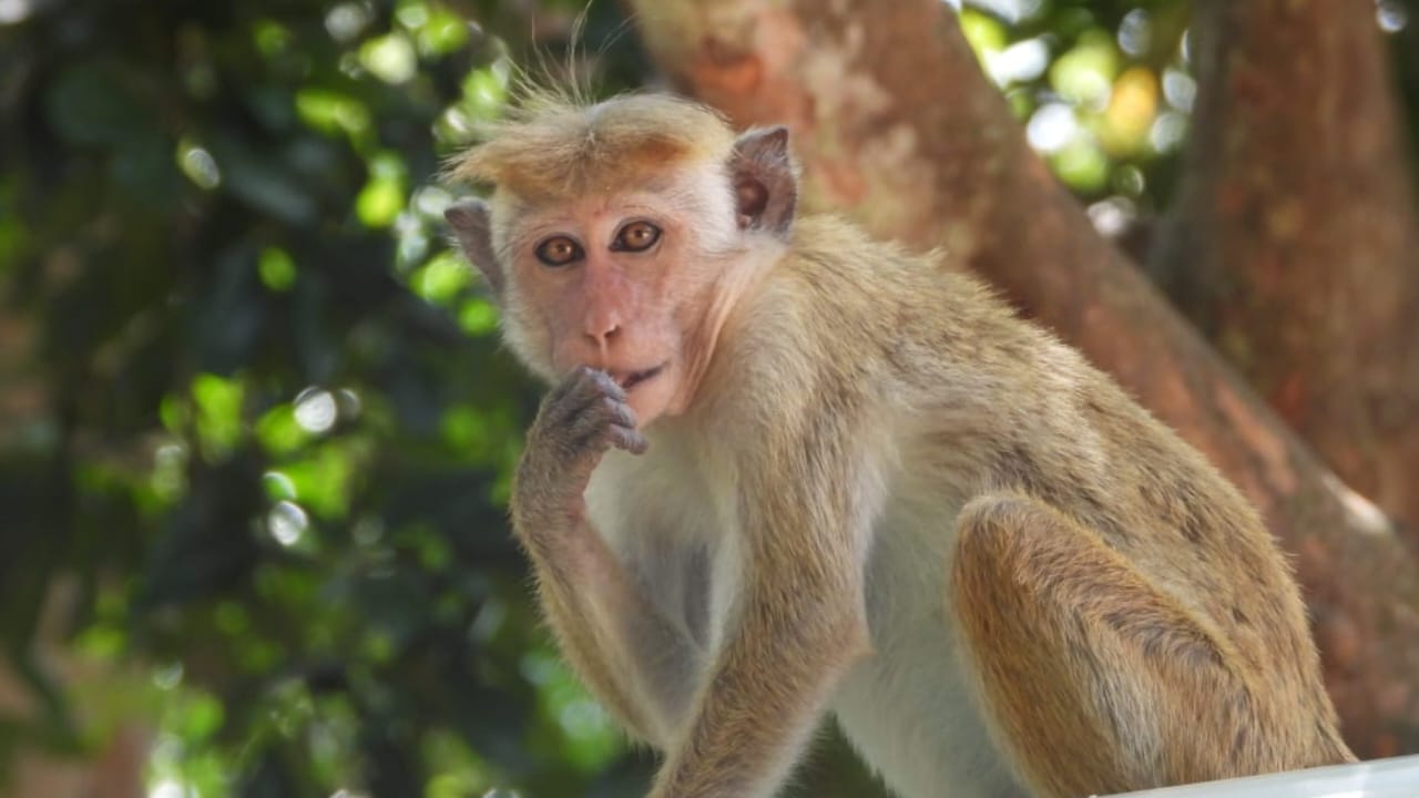 Yala National Park Tour